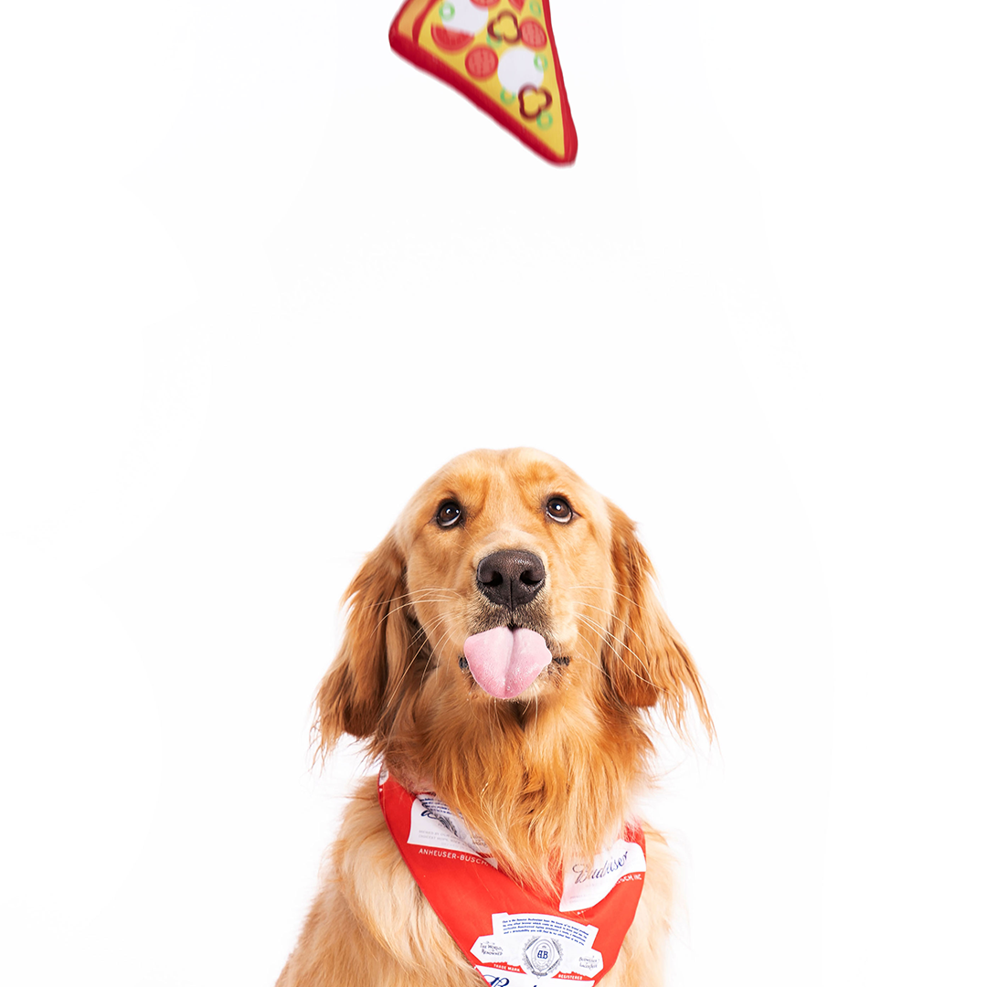 Pizza dog clearance toy